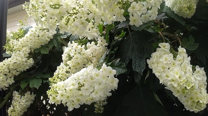 柏葉紫陽花と庭の花々2023