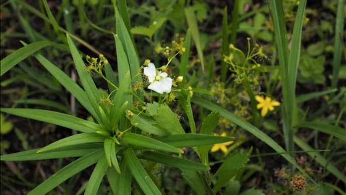 成東東金食虫植物群落で開花中の花、 今、イシモチソウ、ニガナ、ウマノアシガタ・・・
