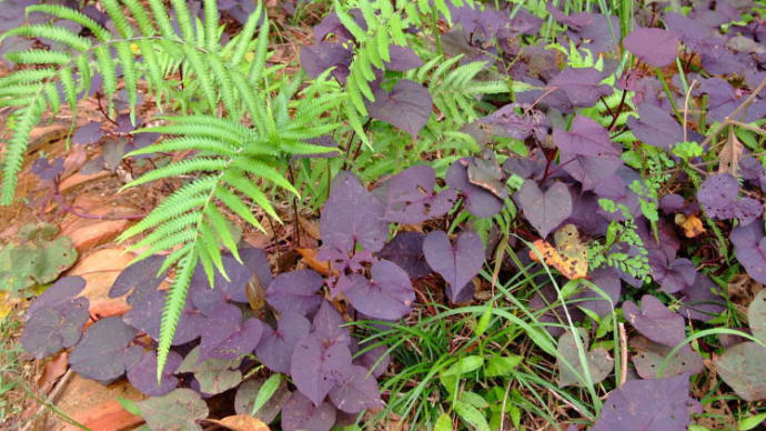 2009年11月中旬、東南植物楽園5完(地味植物)