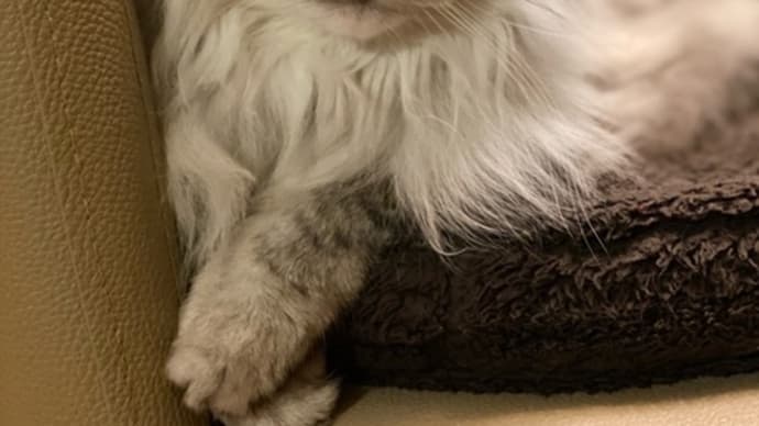 侍る猫