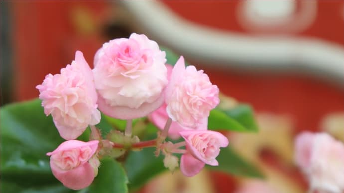薔薇咲きベゴニア・ダブレット*ウチョウランの蕾*ジャパネット届いた!