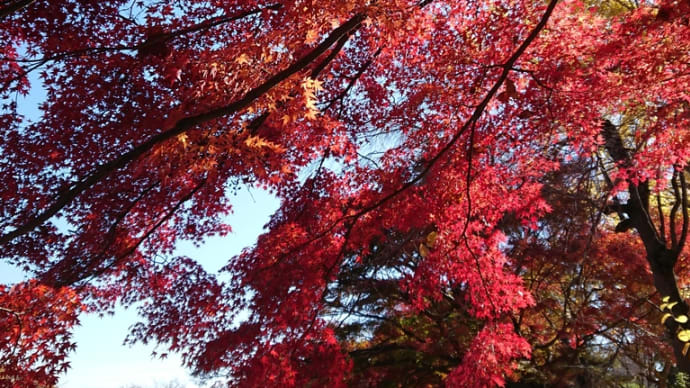 紅葉とハケの湧き水散歩