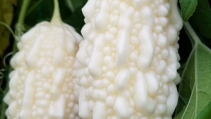 緑のカーテン用の純白ゴーヤ、1部だけ地植えを