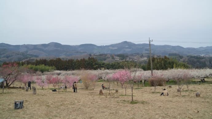 秋間梅林に行ってきました その2