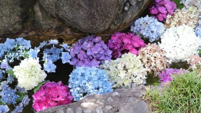 池の紫陽花