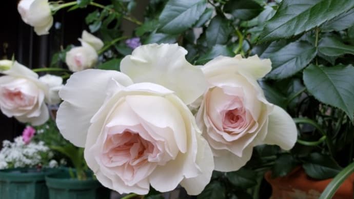 今年のバラの開花予報は難しい