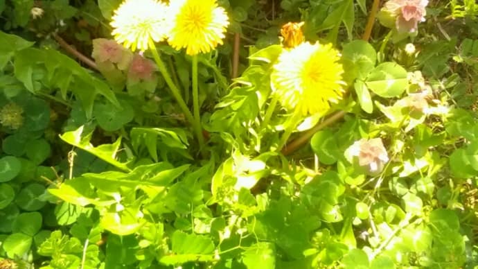 朝のゴミ捨てロードは花満開