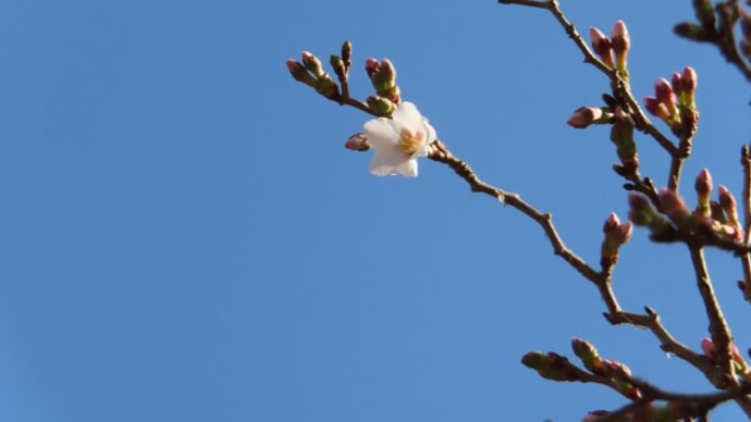 我が家のサクラ開花