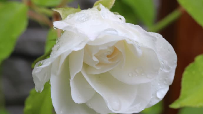 雨に濡れるバラ　アイスバーグ