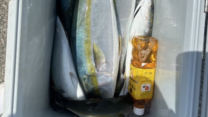 午前便タテ釣りです。