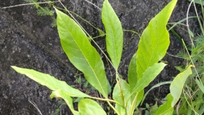 アボカドの種の成長(^.^) うちのごはんは じゃがいもの炊いたん(^o^)