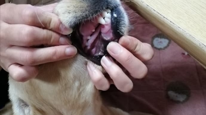 11月9日(火) 右下の犬歯が抜けました♡ 12.9kg