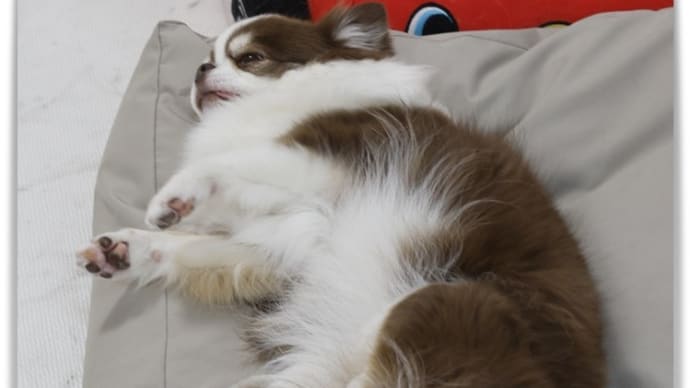 最前線を陣取っていますが。。。😅