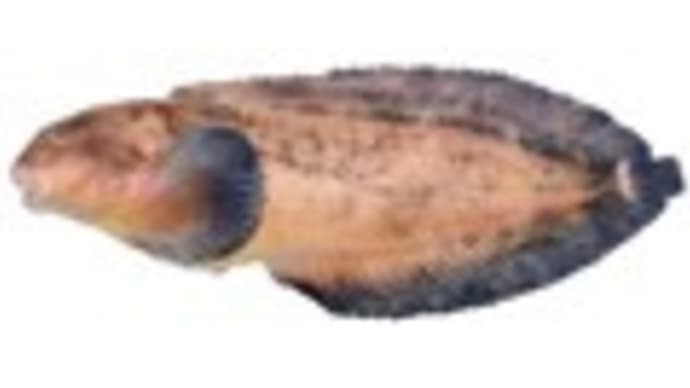 クサウオ