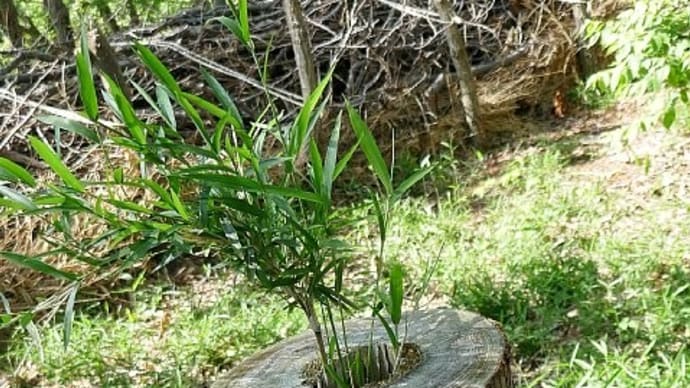何これ?切り株の中から竹が生えてる!