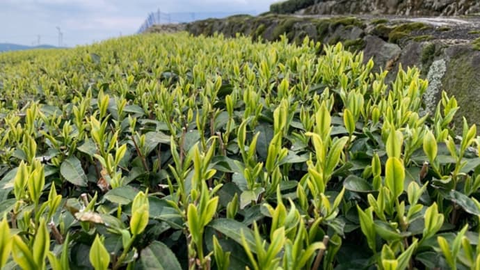 芽出し肥料🌱山🌱