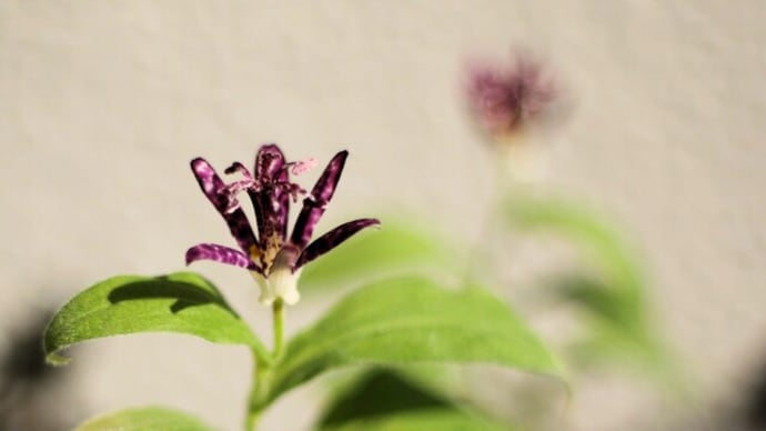 ホトトギスの花が咲きました。