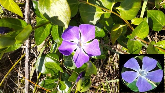 ツルニチニチソウ：鮮やかな青紫色
