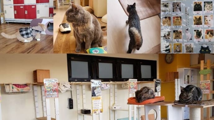 猫まるカフェ上野店を訪問