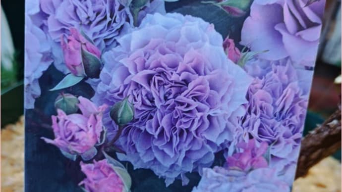 冬が勝負<薔薇の剪定&植え替え>コリンクレイヴンとステファニーグッテンブルク