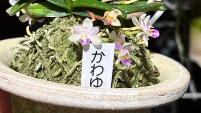 かわゆい花