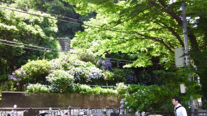 極楽寺へ朝顔見物へ
