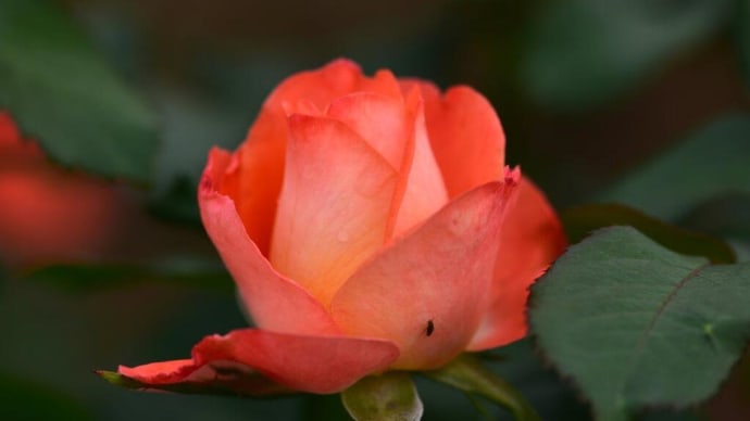 ケニギン・デル・ローゼン Konigin der Rosen. 【HT】