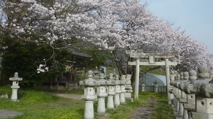 桜満開