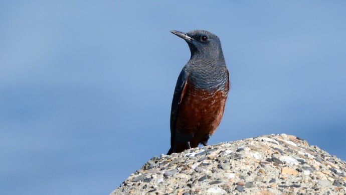 粟島の野鳥たち イソヒヨドリ