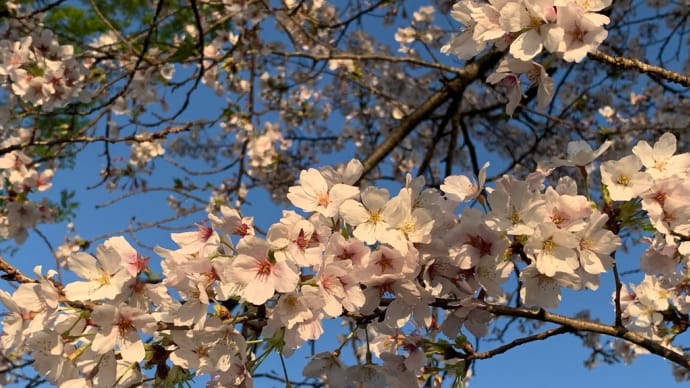 天晴れ！日本晴れ！春の嵐の後の日本晴れ！桜の最高の夕暮れをごらんあれ！夕日に桜！春風と早春の風通り抜け、新緑と桜らな葉桜へのメタモルフォーゼ、皆既日食ダイヤモンドからのファインチェリーブロッサム桜晴れ
