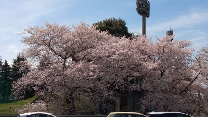 桜巡りⅣ~新しき再スタート~