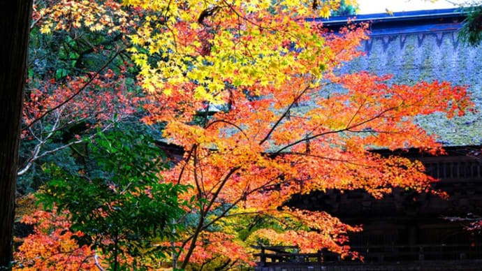 大矢田神社もみじ谷紅葉2022