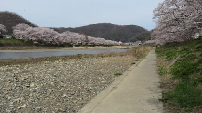 ♪さ~く~ら~ さ~く~ら~♪