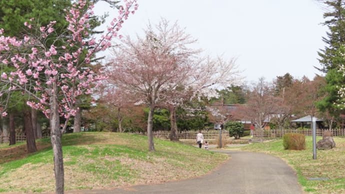 2022年 松ヶ岬公園の桜です