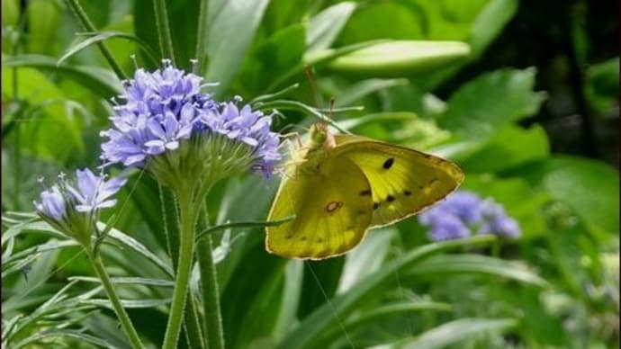 秋まで咲く寄せ植え２種＜ヘミジギア＞＜ハイビスカス＞