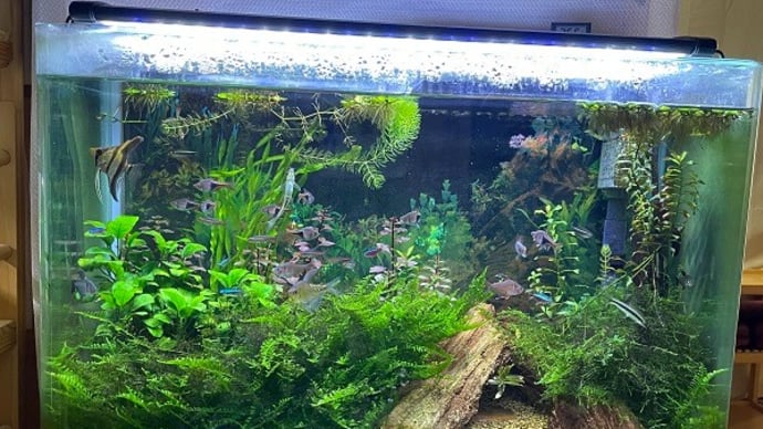 今日の水草水槽&京都水族館