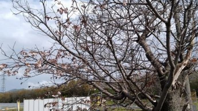 帰ってからの散歩の時見たもの