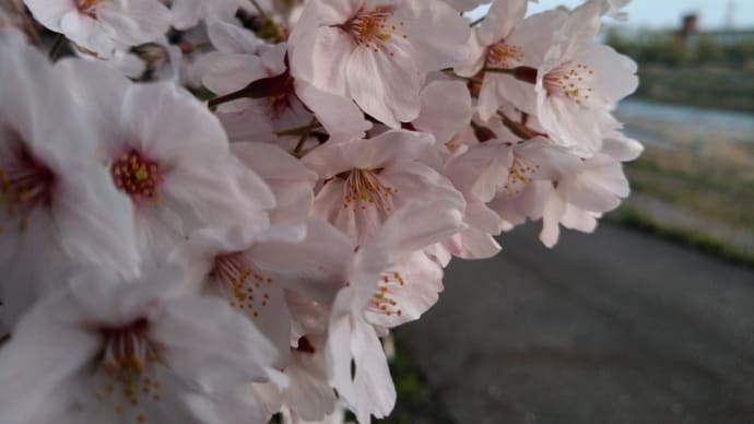 2022 私的桜開花標準木 その30(final)