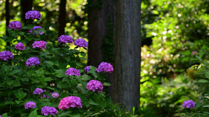 紫陽花の季節に長命寺へ