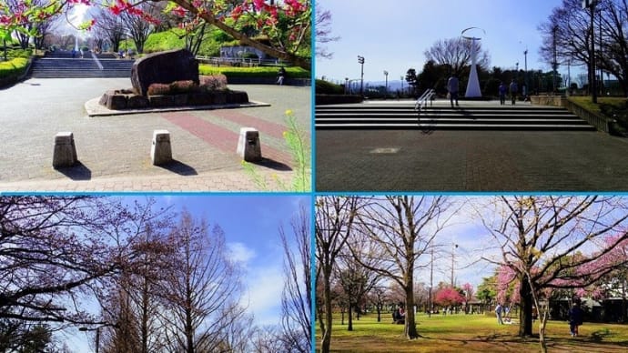 総合運動公園「横山公園」の桜も開花加速!!