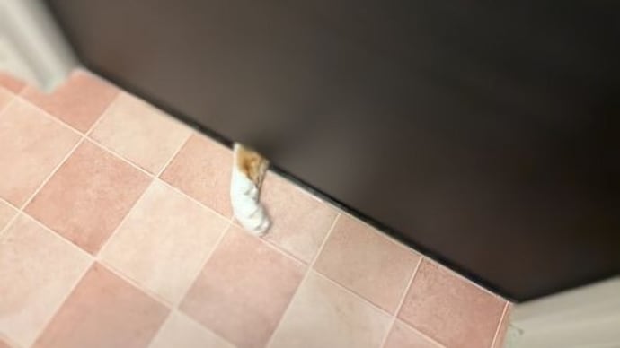 11月の猫たち