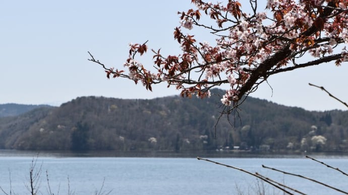 野尻湖は名残の桜！