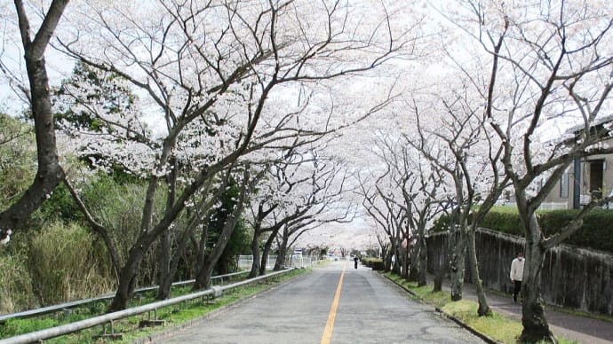 別府鉄輪・リハビリテーション桜並木~明礬温泉へ、桜花見ハイキング 。