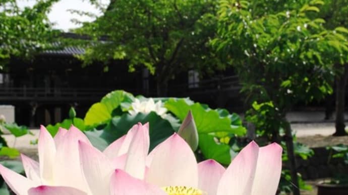 蓮の花を求めて専修寺へ