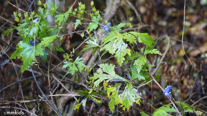 ツル性トリカブトを探して冠着山(姨捨山)と聖山へ。三種類のトリカブトが混生か。イヤリトリカブトか。鞍骨山と天城山のトリカブト(妻女山里山通信)