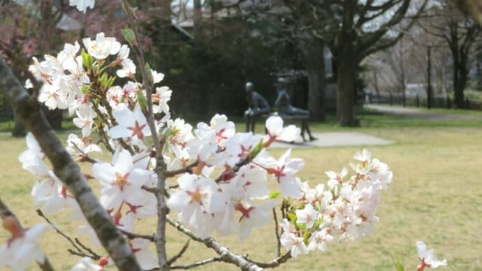今日の桜🌸