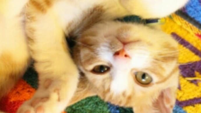 猫のノミ&ダニ対策