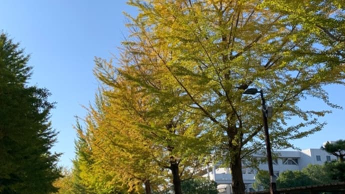 美しい紅葉! 晴れない心