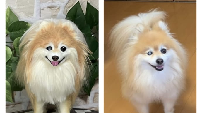 オーダーのポメラニアン🐶