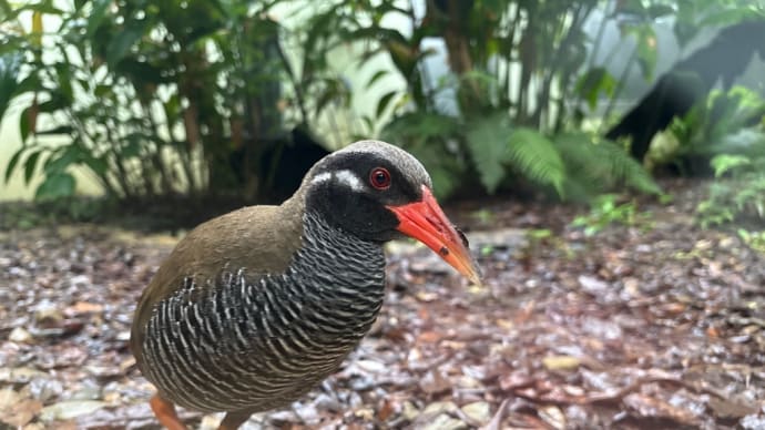 沖縄旅行 やんばる ヤンバルクイナ
